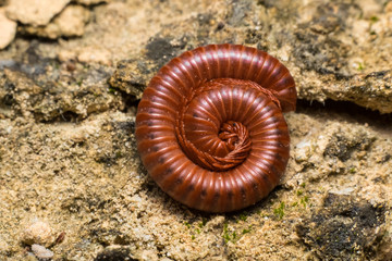 Brown millipede Curling