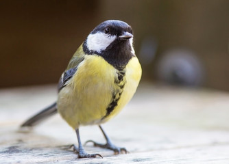 Parus major, Great tit male.