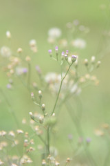 Grass flower in the wild