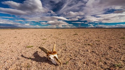 Fototapeta na wymiar Skull of a dead animal in the Gobi Desert. Mongolia. Time Lapse 
