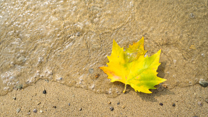 Herbstlich buntes Ahornblatt am Strand des Lago Maggiore