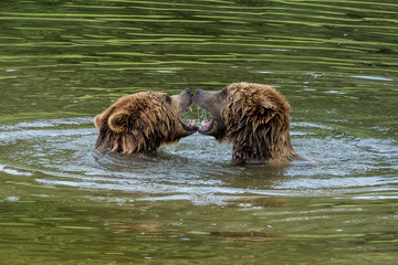 Braunbär beim Spiel im Wasser - Ursus arctos