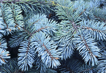 Naklejka na ściany i meble Silver spruce branches for Christmas,winter holidays or New Year background.Blue spruce (Picea Pungens) tree branch.Soft selective focus.