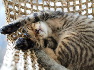 猫コレクション
