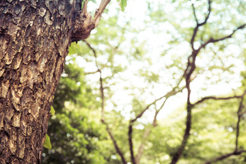 Closeup of tree trunk details with green bokeh background