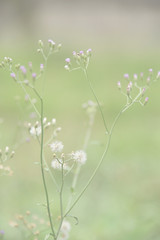 Fototapeta premium Grass flower in the wild