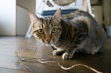 猫コレクション