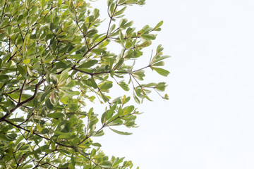 green treetop with sky,copy space,small leaf of treetop from natural