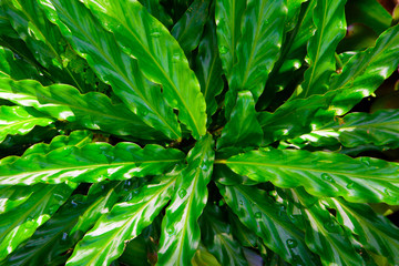 Green leaf texture, pattern leaves on dark and light tone