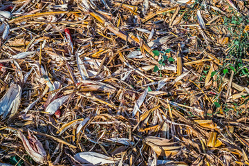 Dried corn after harvesting