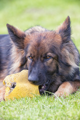 Vertical shot of Dog chewing ball