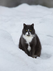 Dark gray cat sits in the snow.