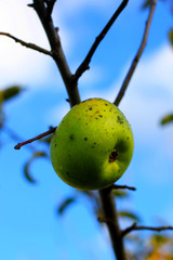 Natural organic apple on a winter tree