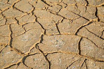 Dried earth with cracks on summer sunny day