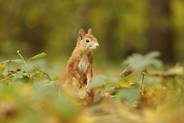 Squirrel, Autumn, nut and dry leaves