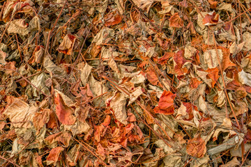 Dried leaf grapevine covering the ground