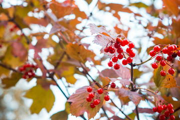 Viburnum (viburnum opulus) berries in autumn. Shallow depth of field. Selective focus.