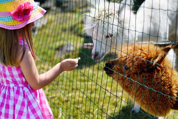 Adorable little girl feeding alpaca at the zoo on sunny summer day - obrazy, fototapety, plakaty