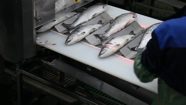 Processing of a wild salmon at the plant