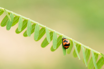 ladybug