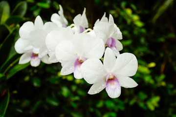 Fototapeta na wymiar the white orchid in the green garden