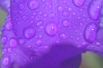 ирисы поле дождя макро съемка