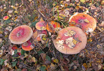 Fly agaric - fly Amanita mushroom