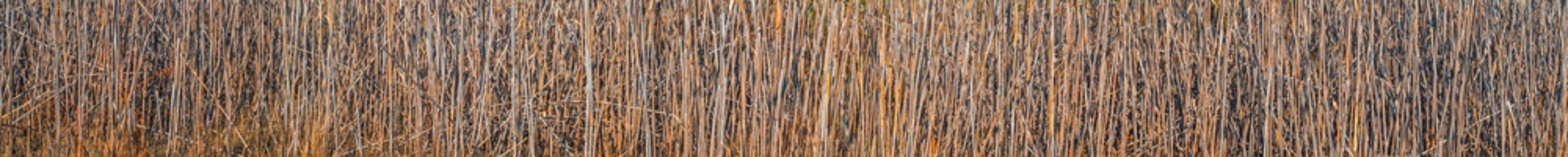 Dry reeds texture background in nature.