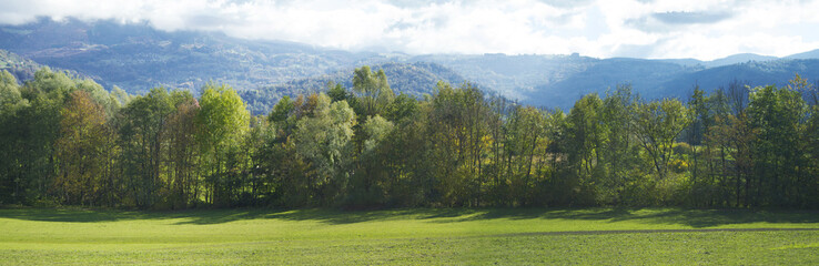 Meadow with green grass and trees