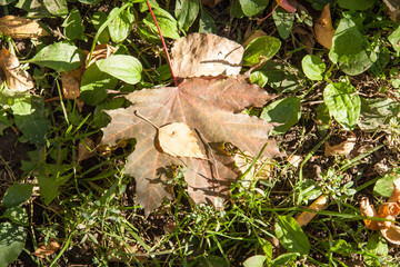 Yellow and orange autumn leaves in fall park.
