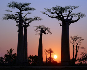 Fototapeta na wymiar Baobab Alley, Madagaskar