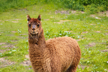 Funny lama in a courtyard of a small farm, Meiringen, Switzerland 