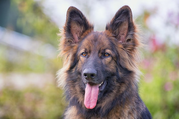 Pretty Alsatian dog with his tongue out