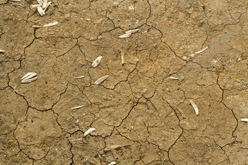 Dry dirty brown  ground with cracks