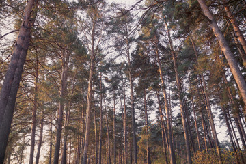 Pine forest. Toned image.