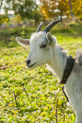Young white goat at village farm or ranch.