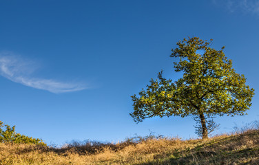 Fototapeta premium Small oak tree alone in autumn landscape