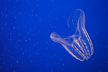 Ctenophore
