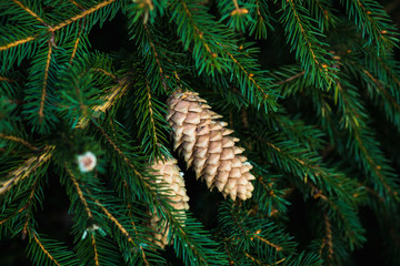 Pine cones on branch. Selective focus on central cone.