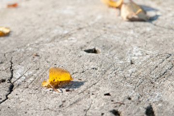 Colorful autumn leaves on the ground