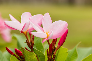 Plumeria flower pink and white frangipani tropical flower, plume