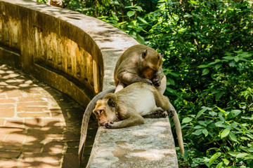monkey lives in a natural forest of Thailand.