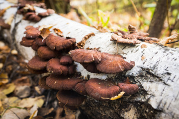 Tree fungus growth on the tree. Shallow depth of field.