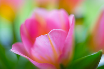 Soft focus on a tulip