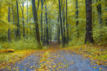 Fototapeta premium Nature Autumn colorful Forest Landscape Siebengebirge Germany