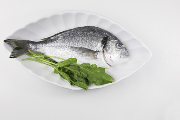 fresh sea bream isolated on white background