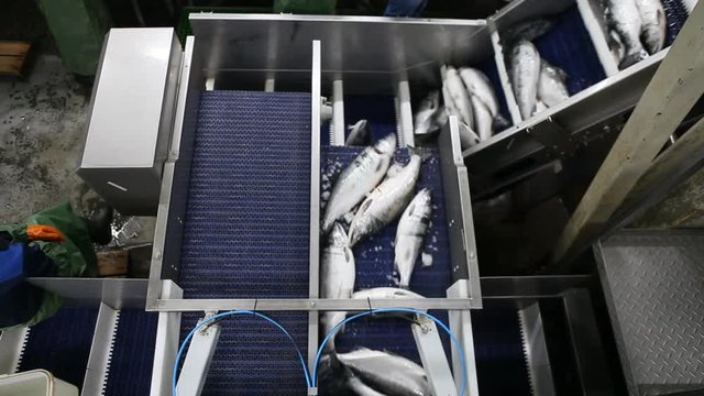 Processing of a wild salmon at the plant