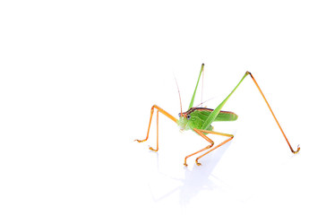 Green grasshopper isolated on white background.