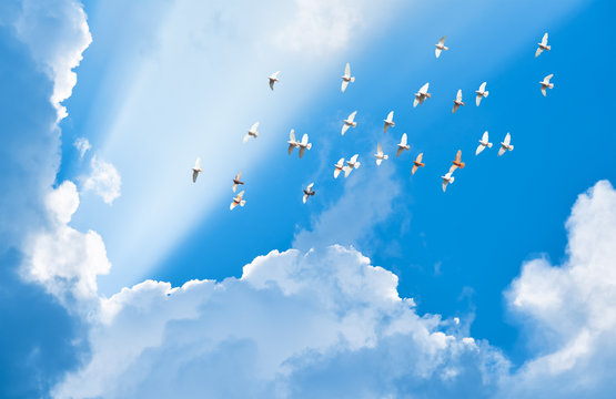 flock of pigeons flying in blue sky among clouds to meet sun bea