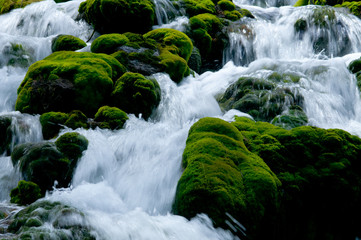 Fototapeta premium チャツボミゴケ